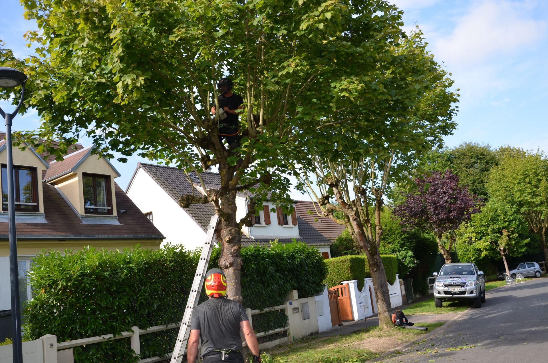 Remontée de branches basses en bord de route