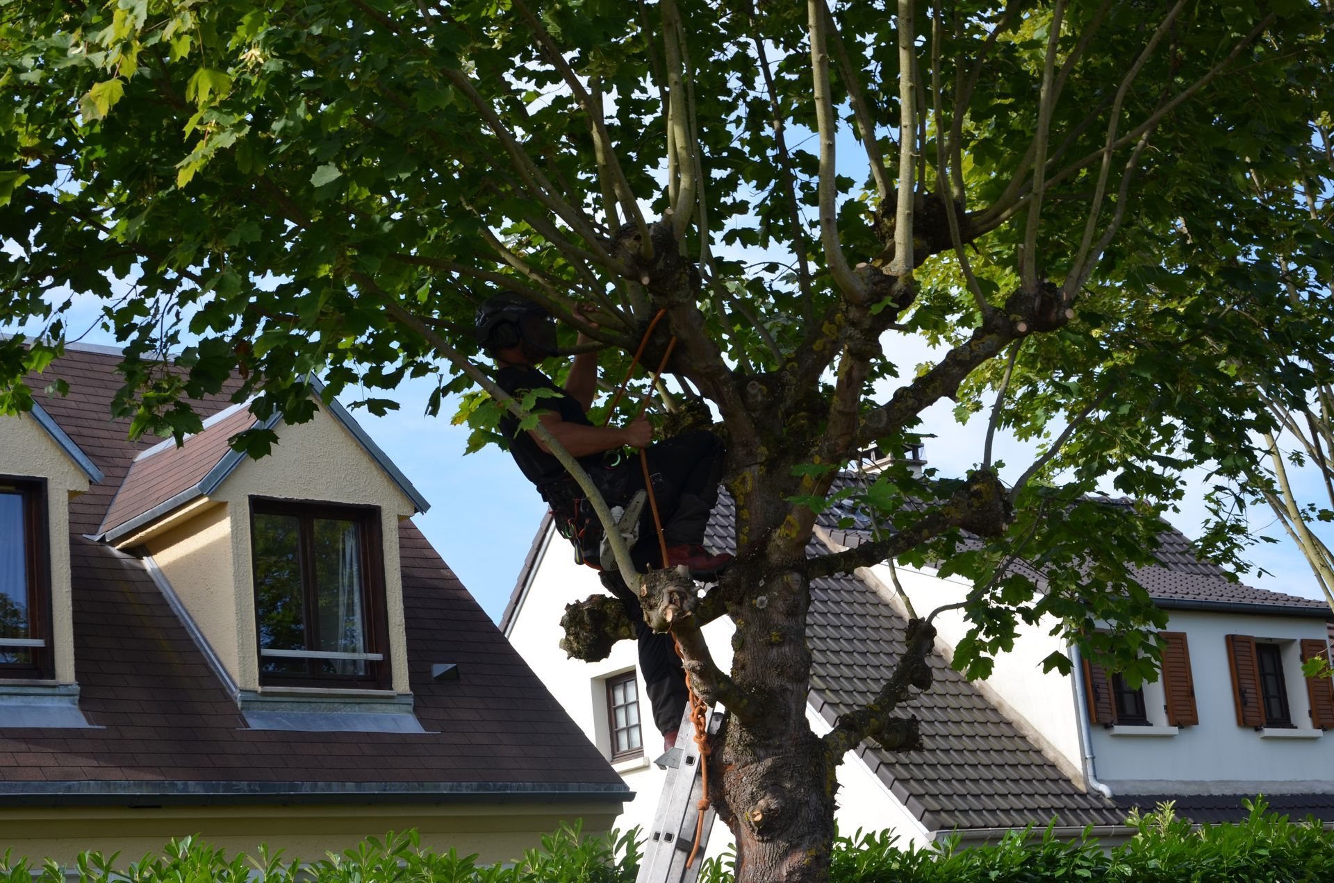 Remontée de branches basses en bord de route par Hery and son