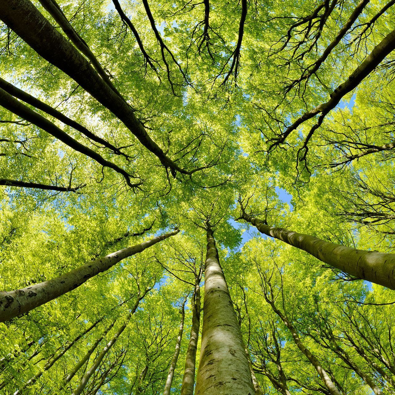 Canopée d'arbre, page élagage