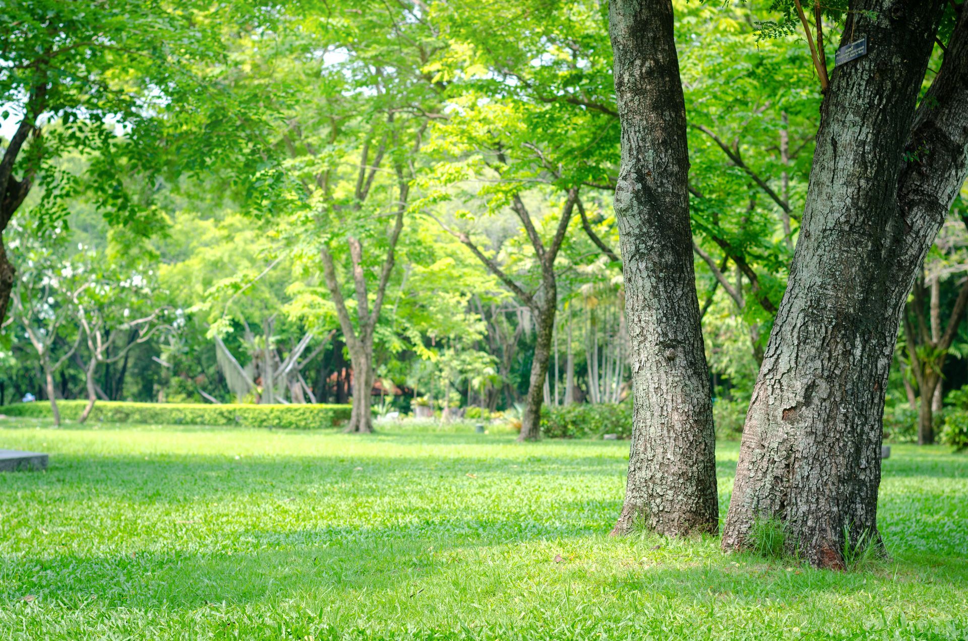 Espace vert