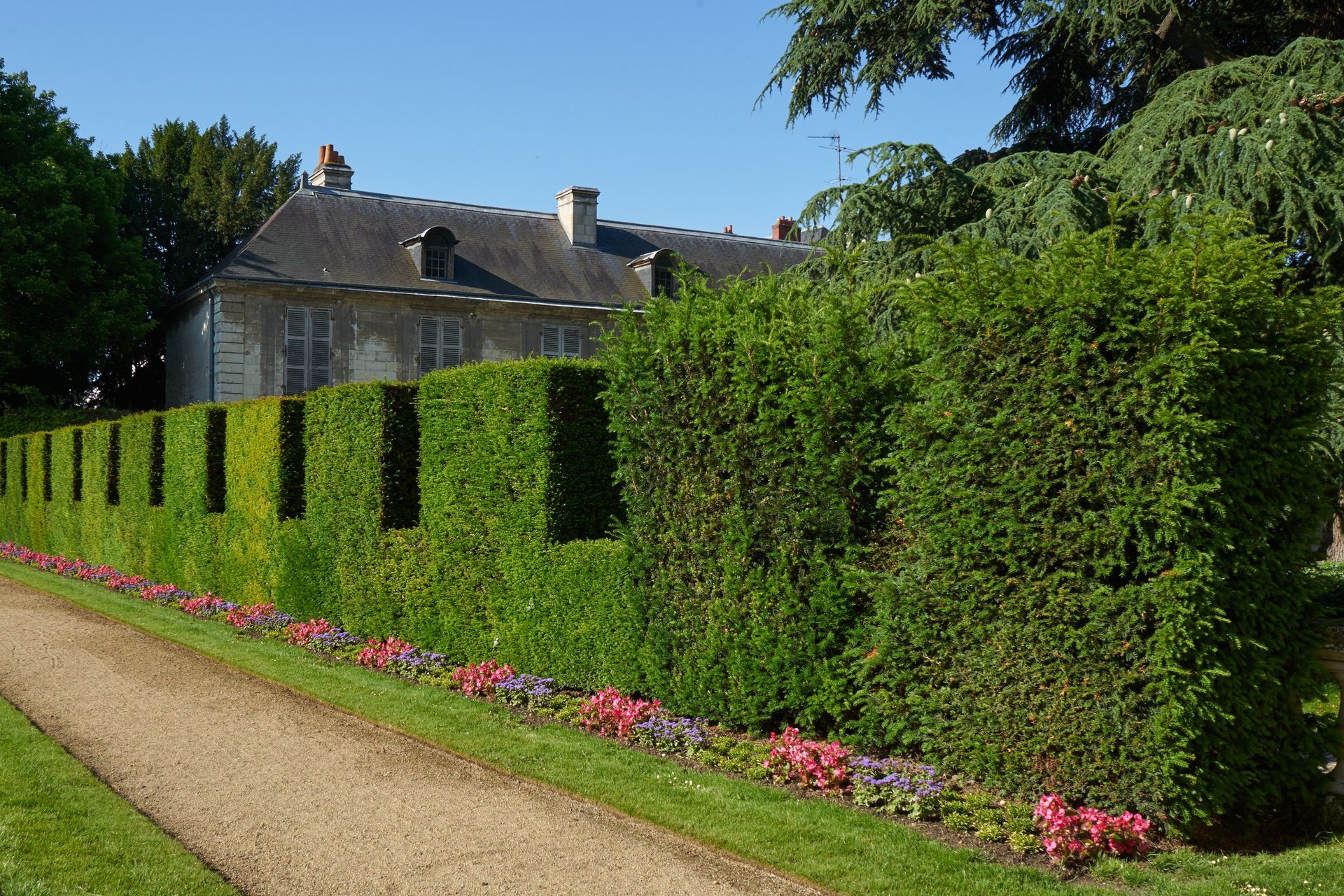 Haie à moitié taillée