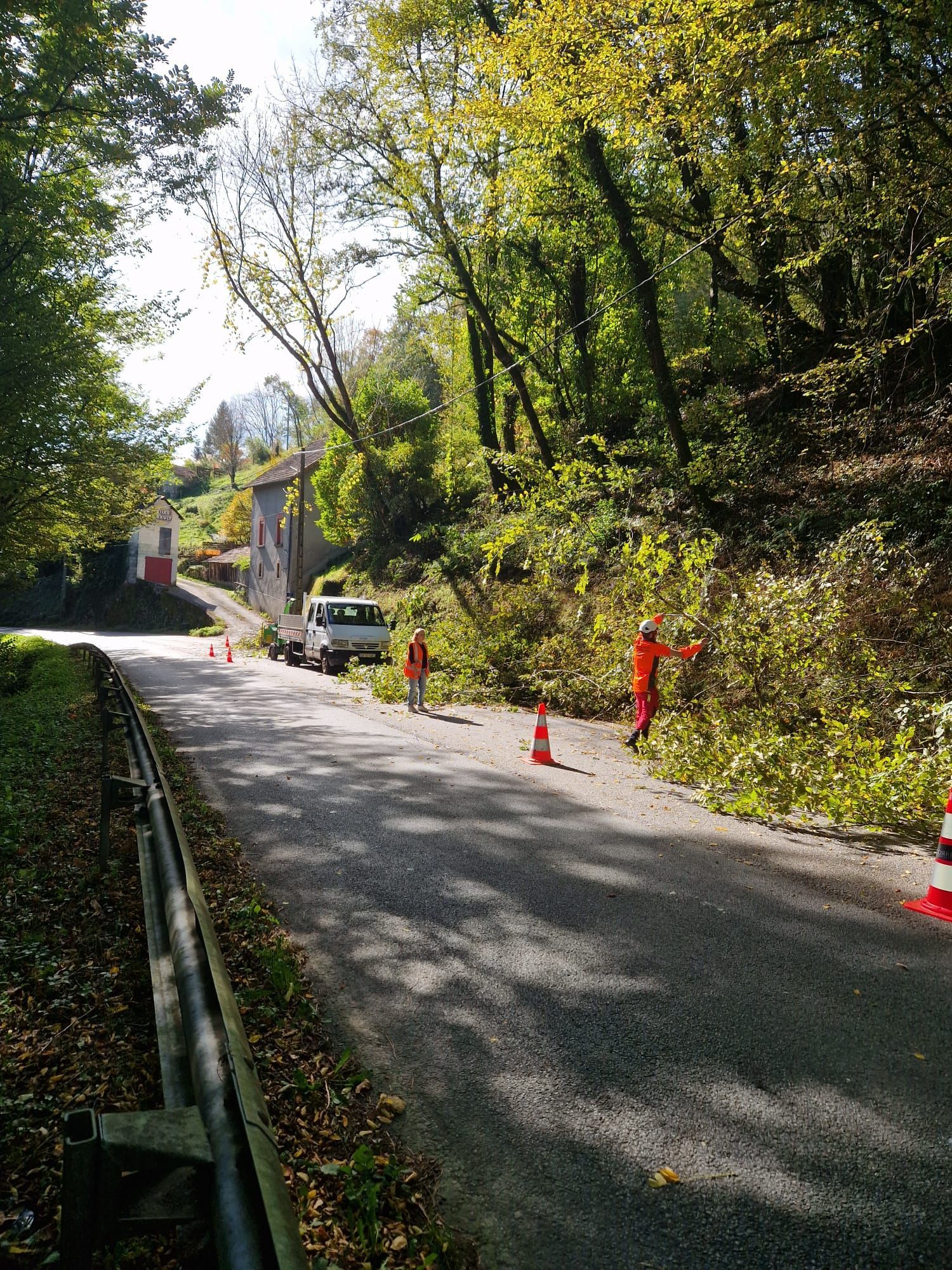 Débarras d'un arbre abattu