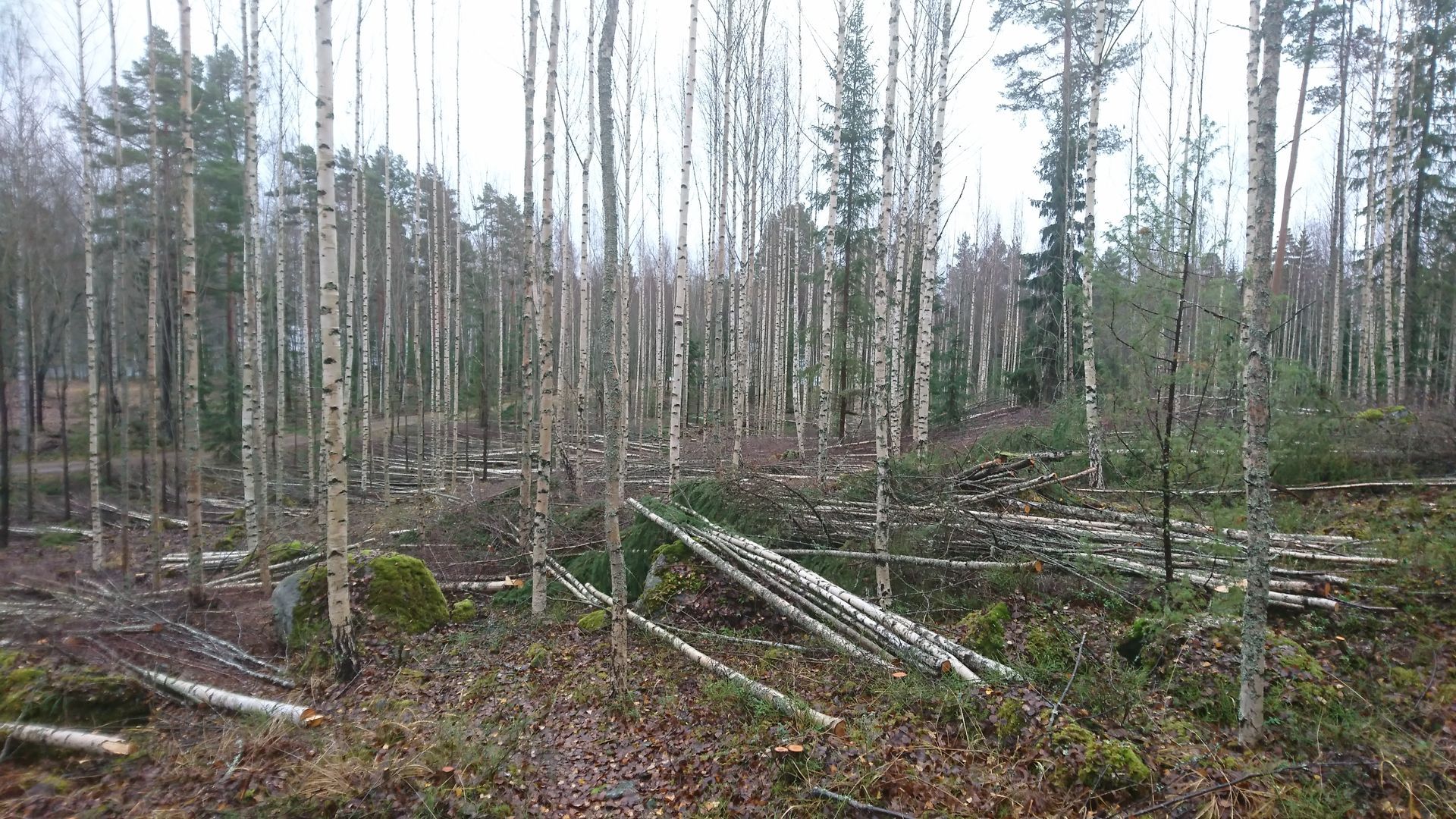 Suuri puunkanto seisoo ruohikossa kuorma-auton vieressä.