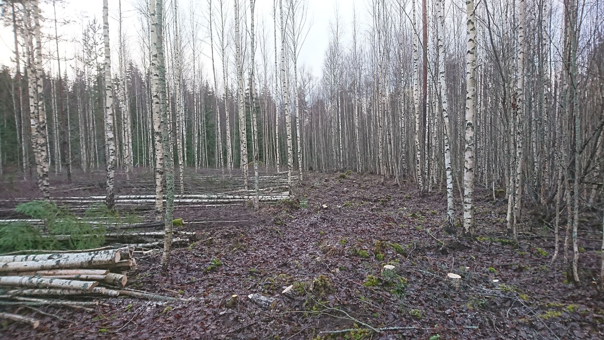 Luo Alt-tekstitunnisteet hakukoneoptimointia ja saavutettavuutta varten. 