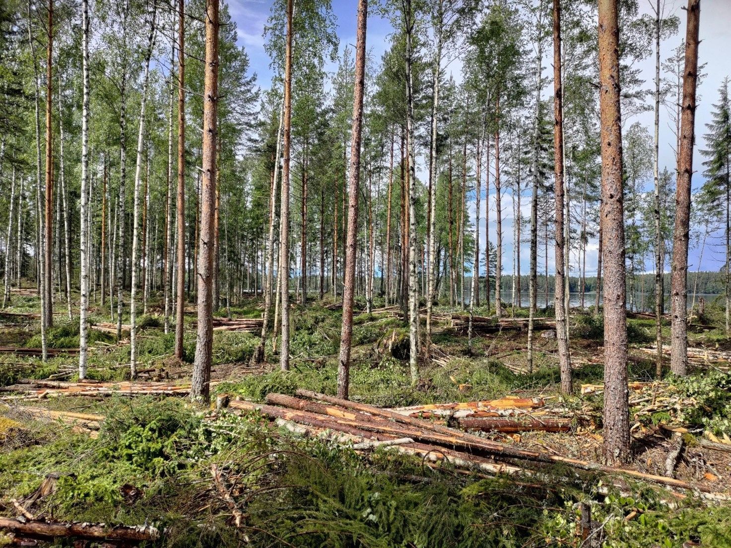 Luo Alt-tekstitunnisteet hakukoneoptimointia ja saavutettavuutta varten. 