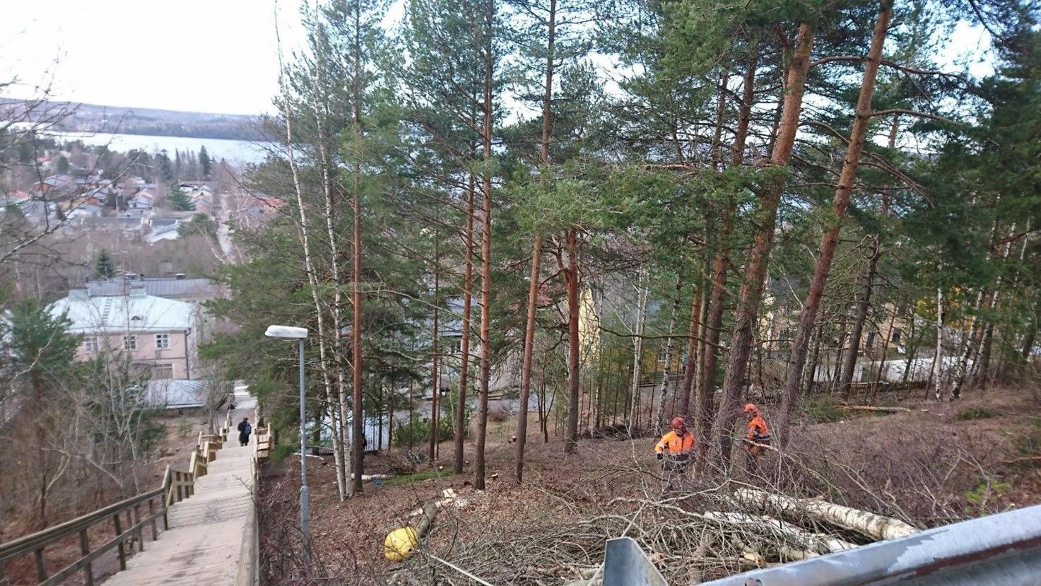 Mies sahaa isoa tukkia moottorisahalla.