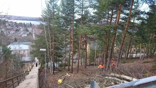 Mies sahaa isoa tukkia moottorisahalla.