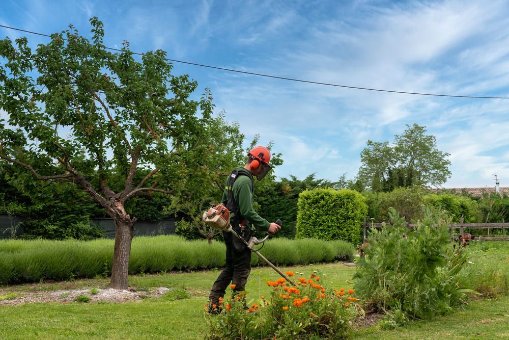 Employé coupant l'herbe autour d'un parterre de fleur