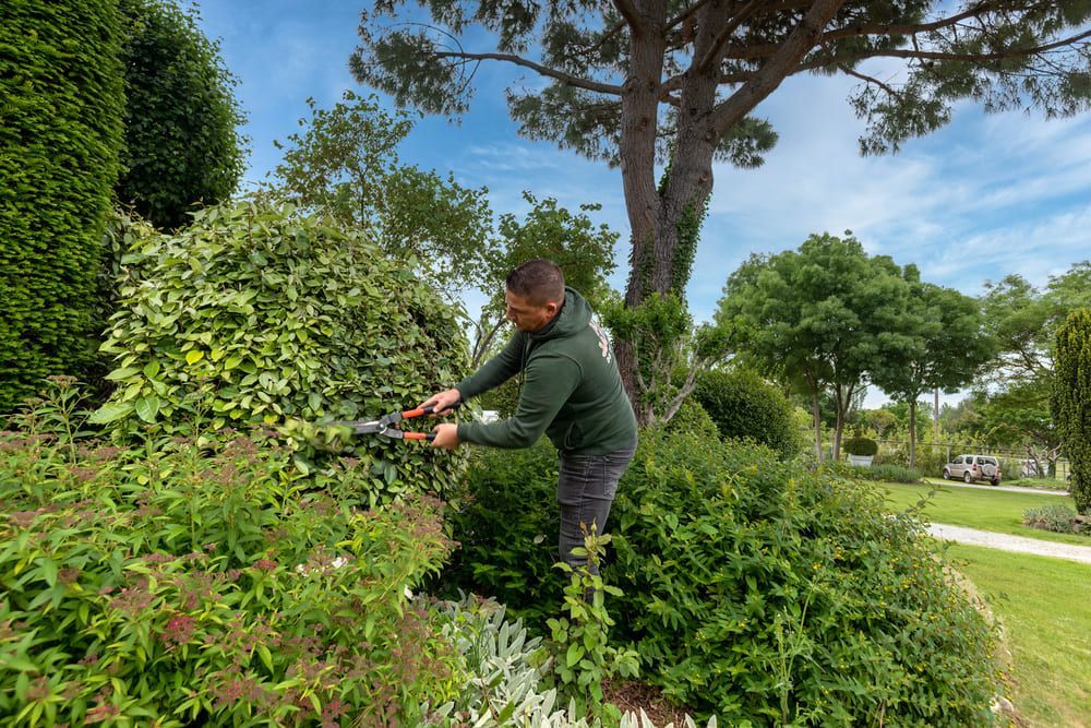 Entretien des arbustes au sécateur par un employé
