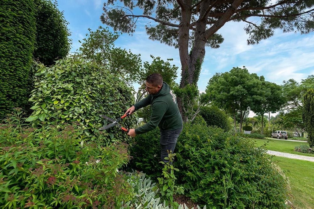 Elagage arbuste jardin particulier