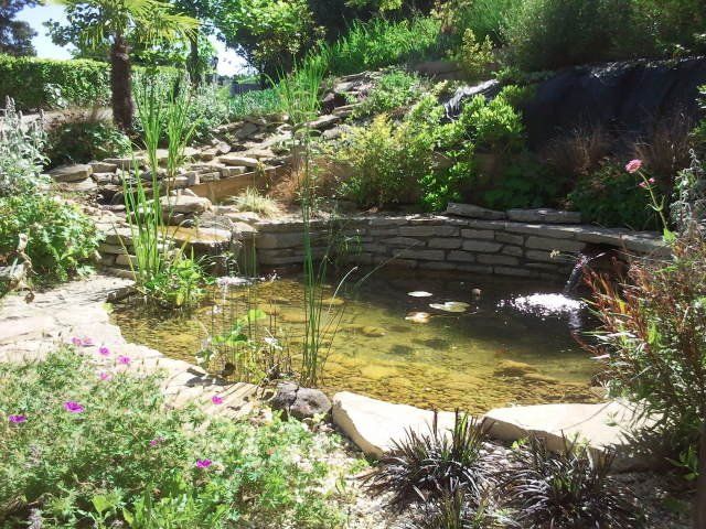 Bassin aquatique entouré de nombreuses plantes