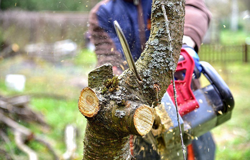 Découpe de la branche d'un arbre