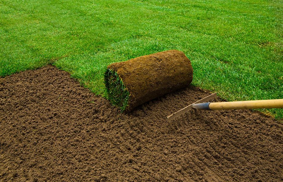 Engazonnement à l'aide d'un rateau pour préparer le sol