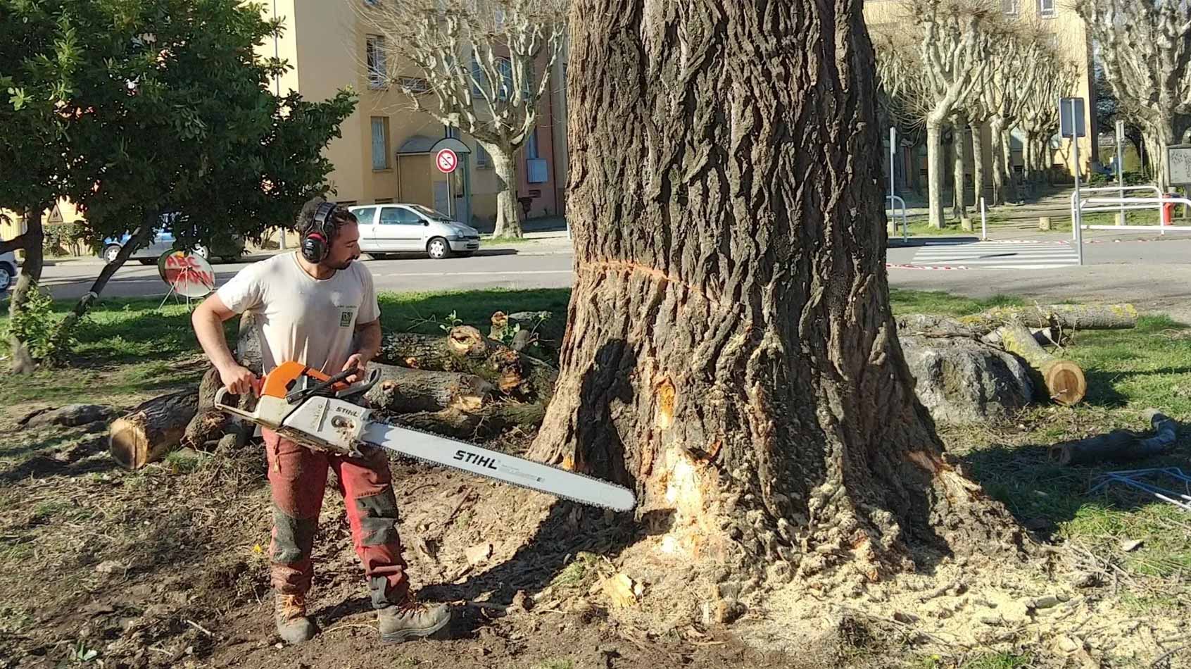Abattage d'arbre à l'aide d'une tronçonneuse