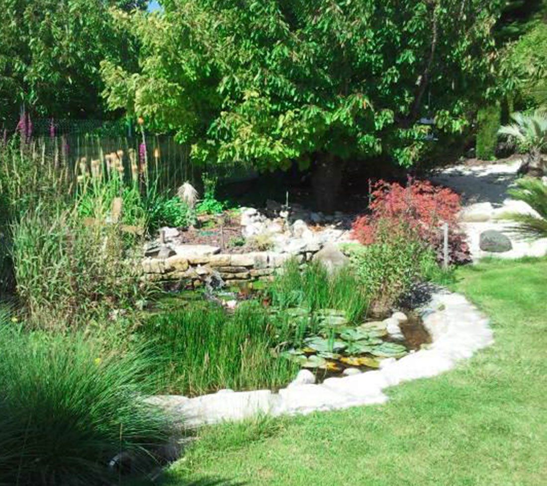 Bassin comportant de nombreuses plantes aquatiques