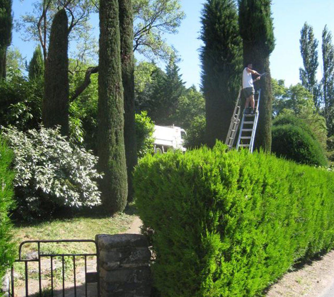 Taille d'arbres à l'aide d'une échelle