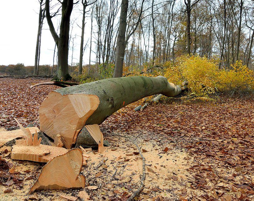 Arbre coupé couché au sol