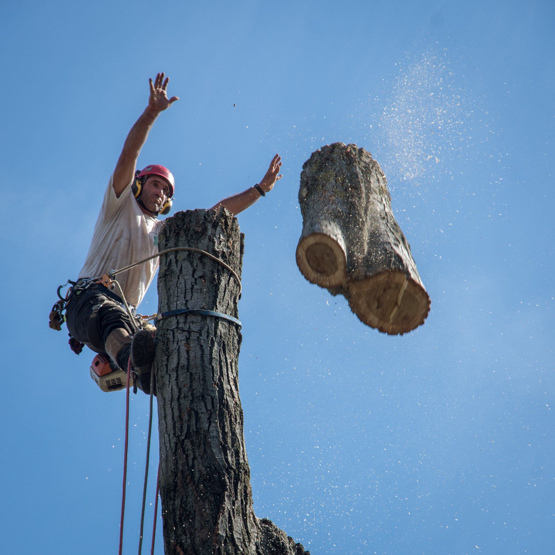 Abattage d'un arbre employant la technique dite par démontage