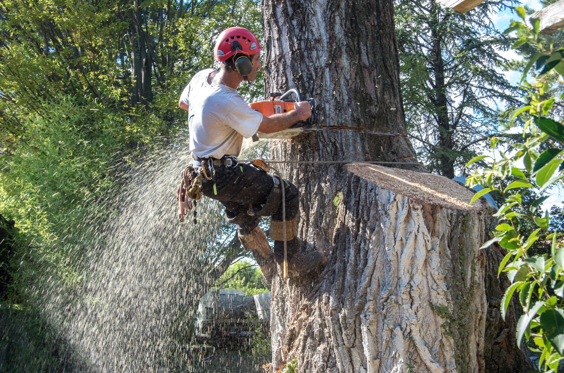 Tronçonnage d'un arbre à sa base par un employé