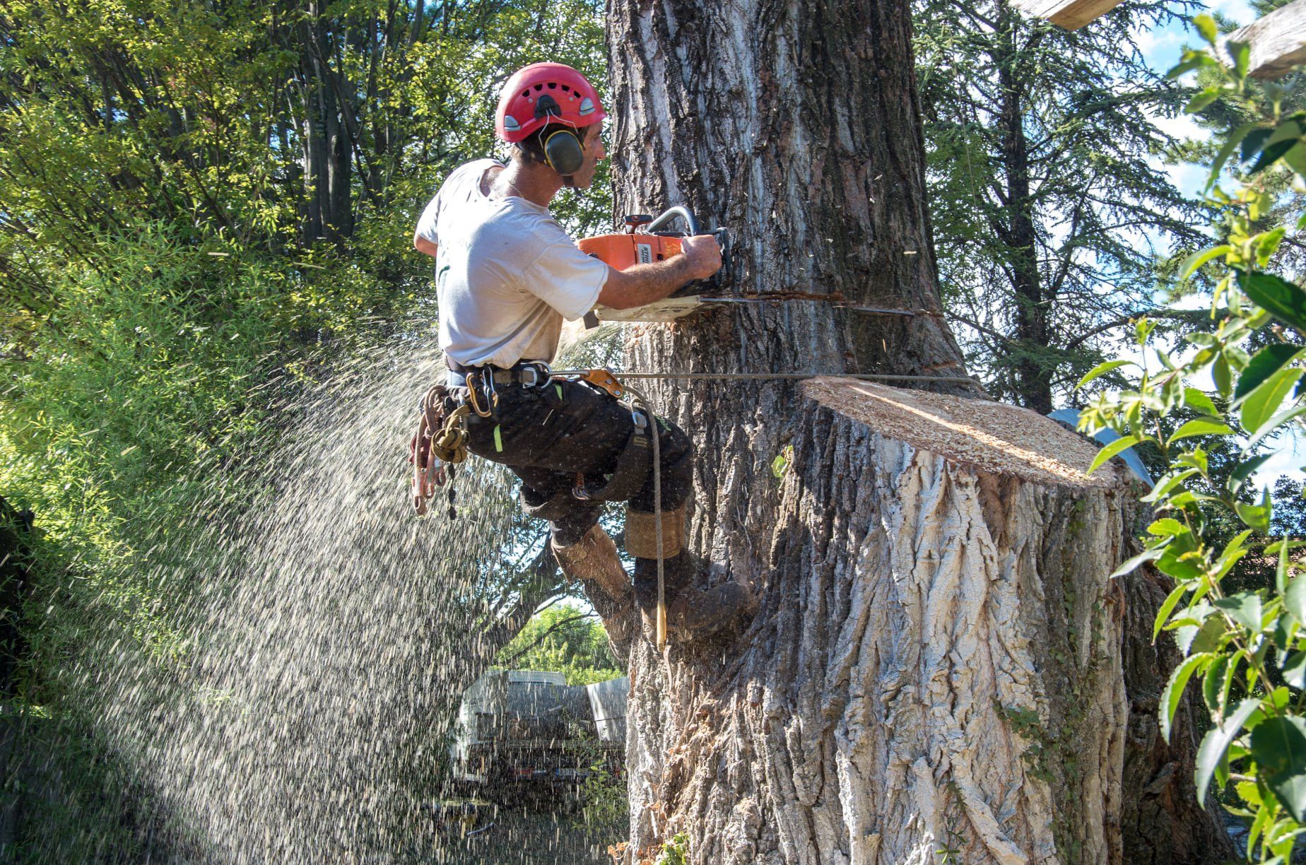 Bûcheron coupe un arbre à l'aide d'une tronçonneuse