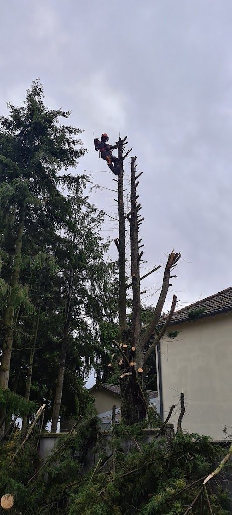 Des travaux d'élégage