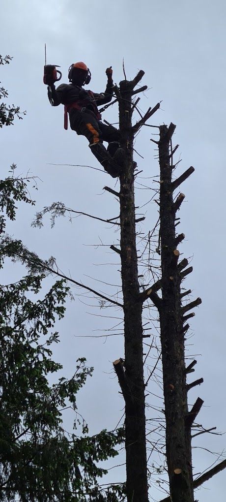 Un élagueur grimpeur qui fait des travaux d'élagage
