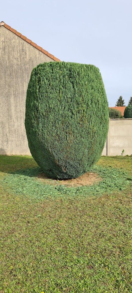 Un arbustre taillé