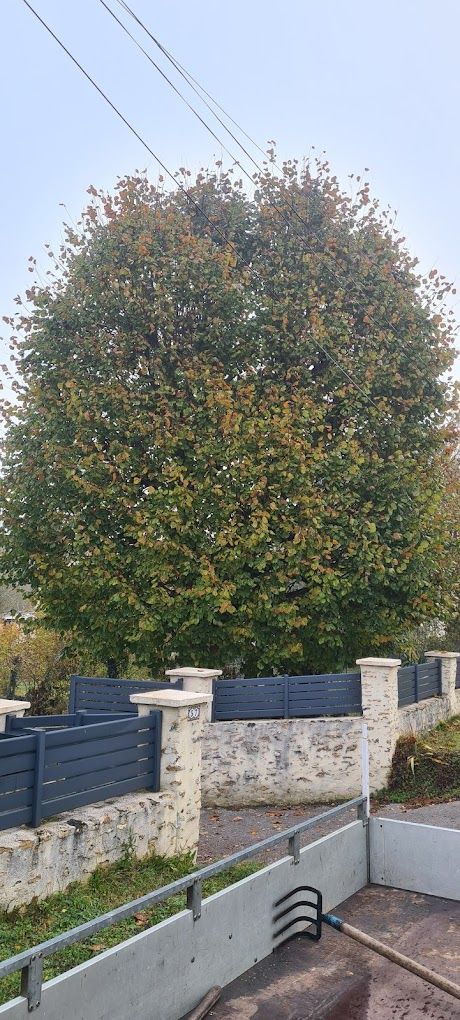 Un arbre et un portail