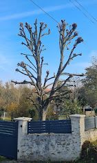 Un arbre sans feuilles