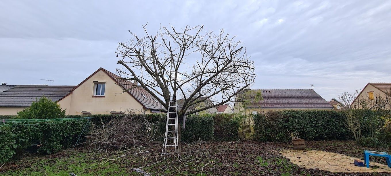 Un arbre après un élagage