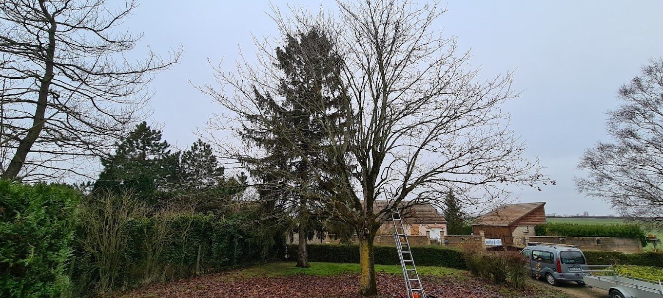 Un sapin dans un jardin
