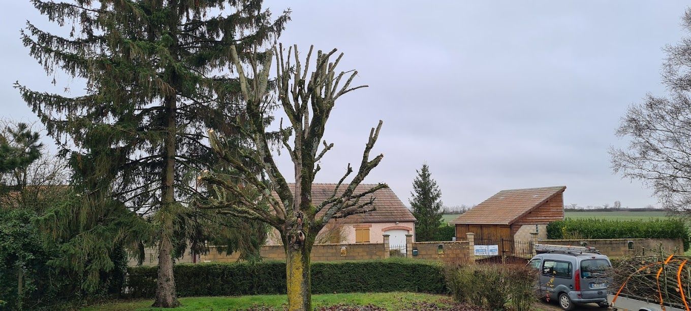 Un arbre après des travaux d'élagage effectués