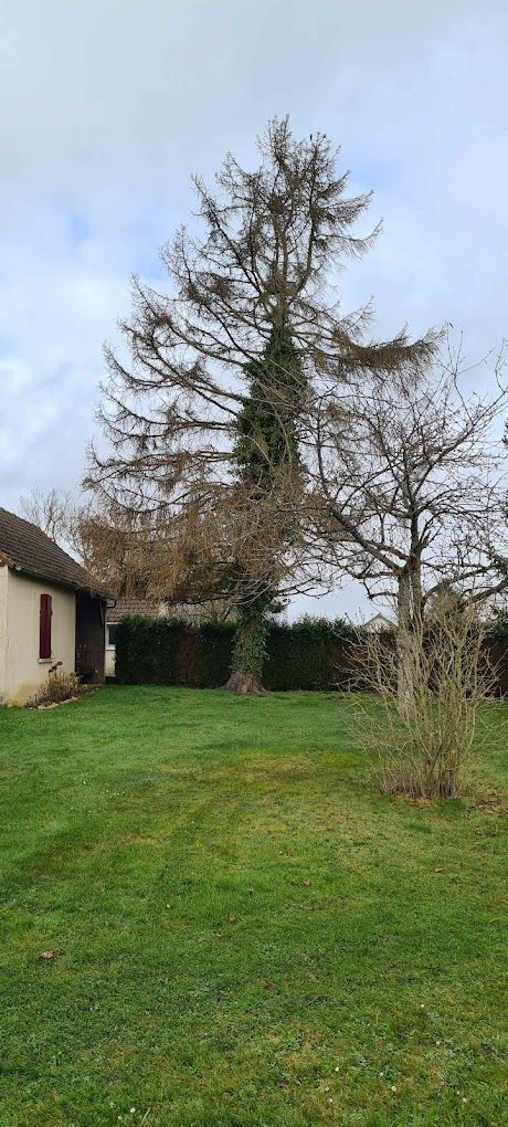 Un arbre avant un abattage