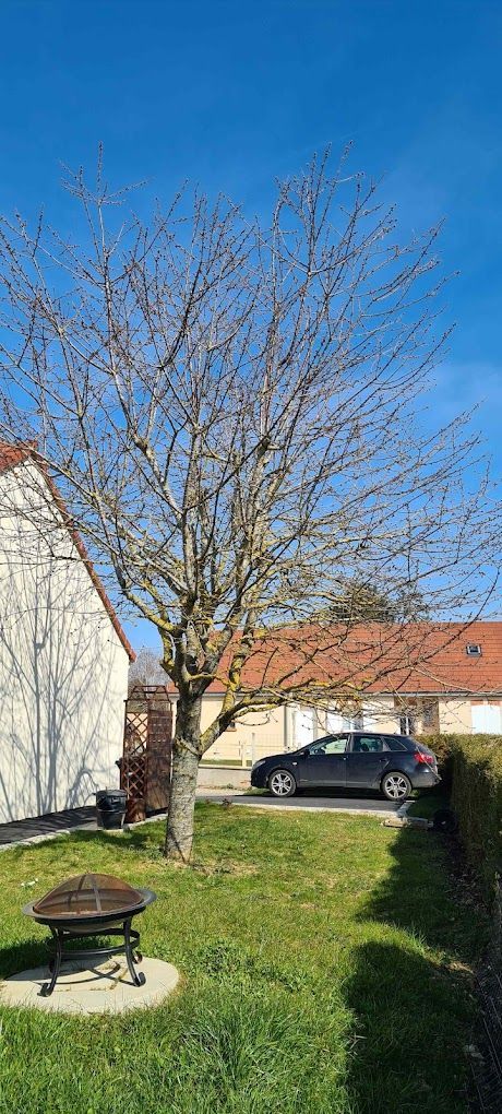 Avant des travaux d'abattage