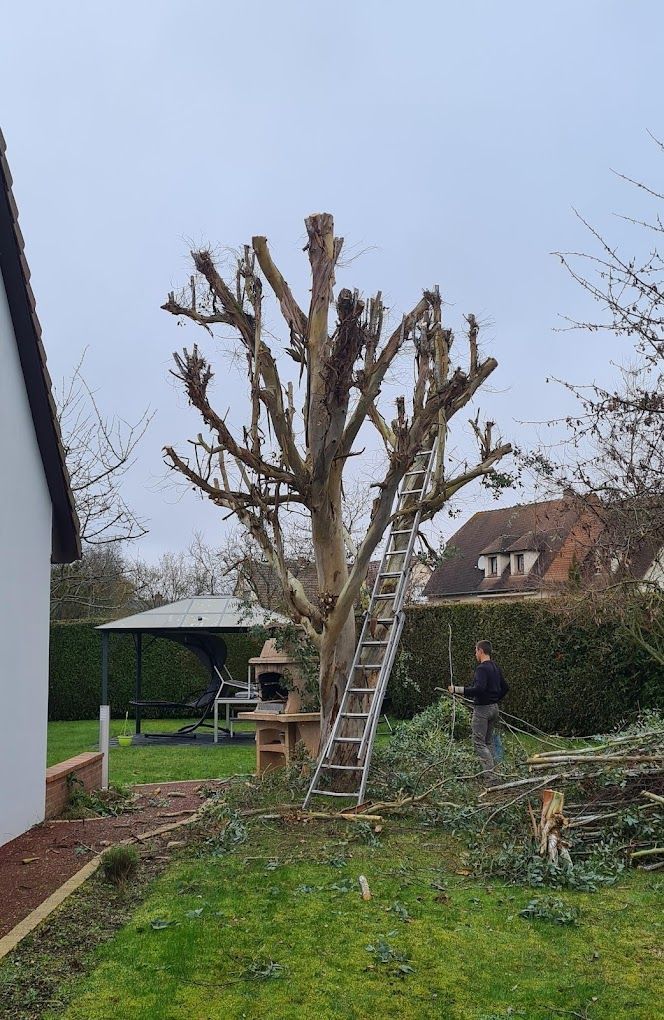 Un arbre après un élégage dans un jardin