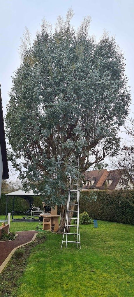 Un arbre avant un élégage dans un jardin