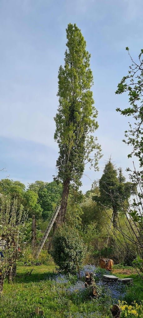 Un élagueur grimpeur avant des travaux