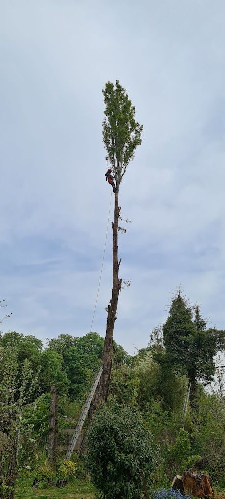 Un grimpeur élégueur après les travaux