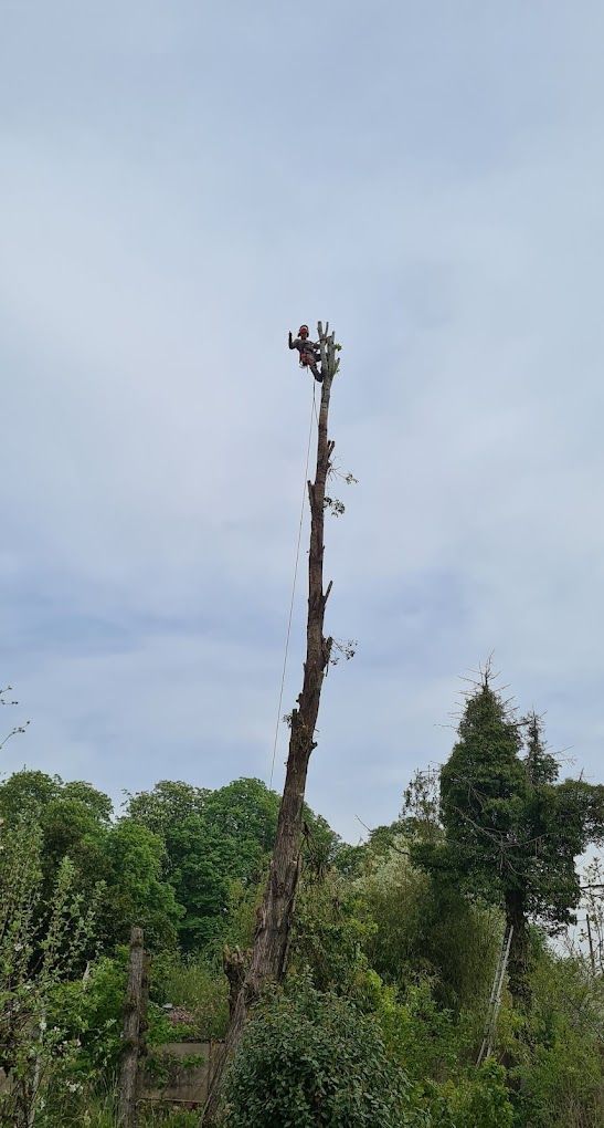 Un élagueur grimpeur après des travaux