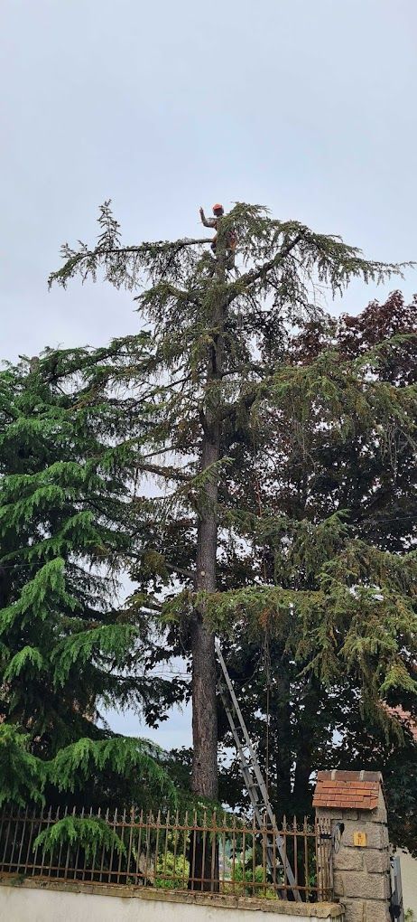 Un sapin après des travaux