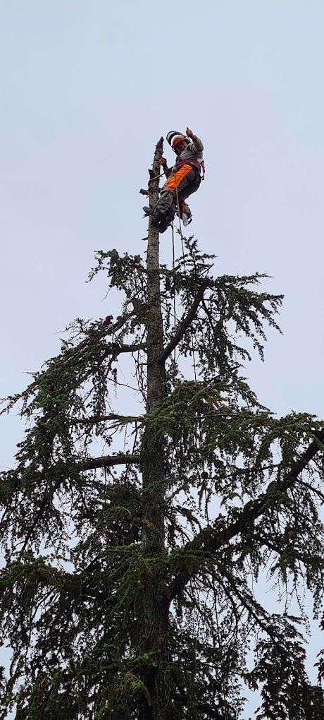 Un grimpeur élégueur