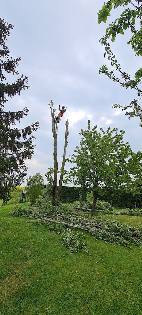 Un arbre après des travaux d'élagage dans un jardin