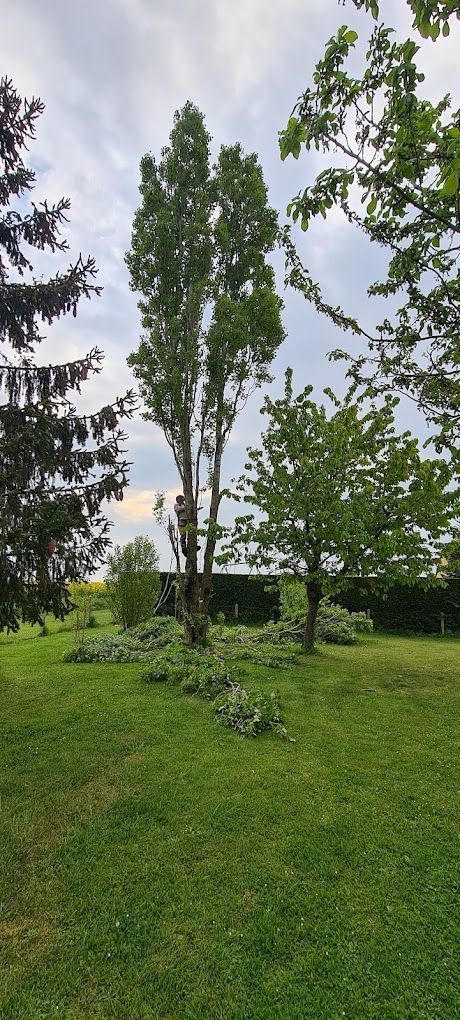 Un arbre dans un jardin
