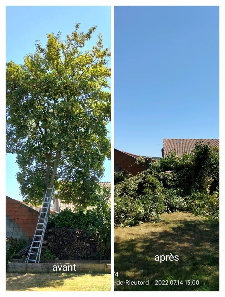 Des arbres et une maison
