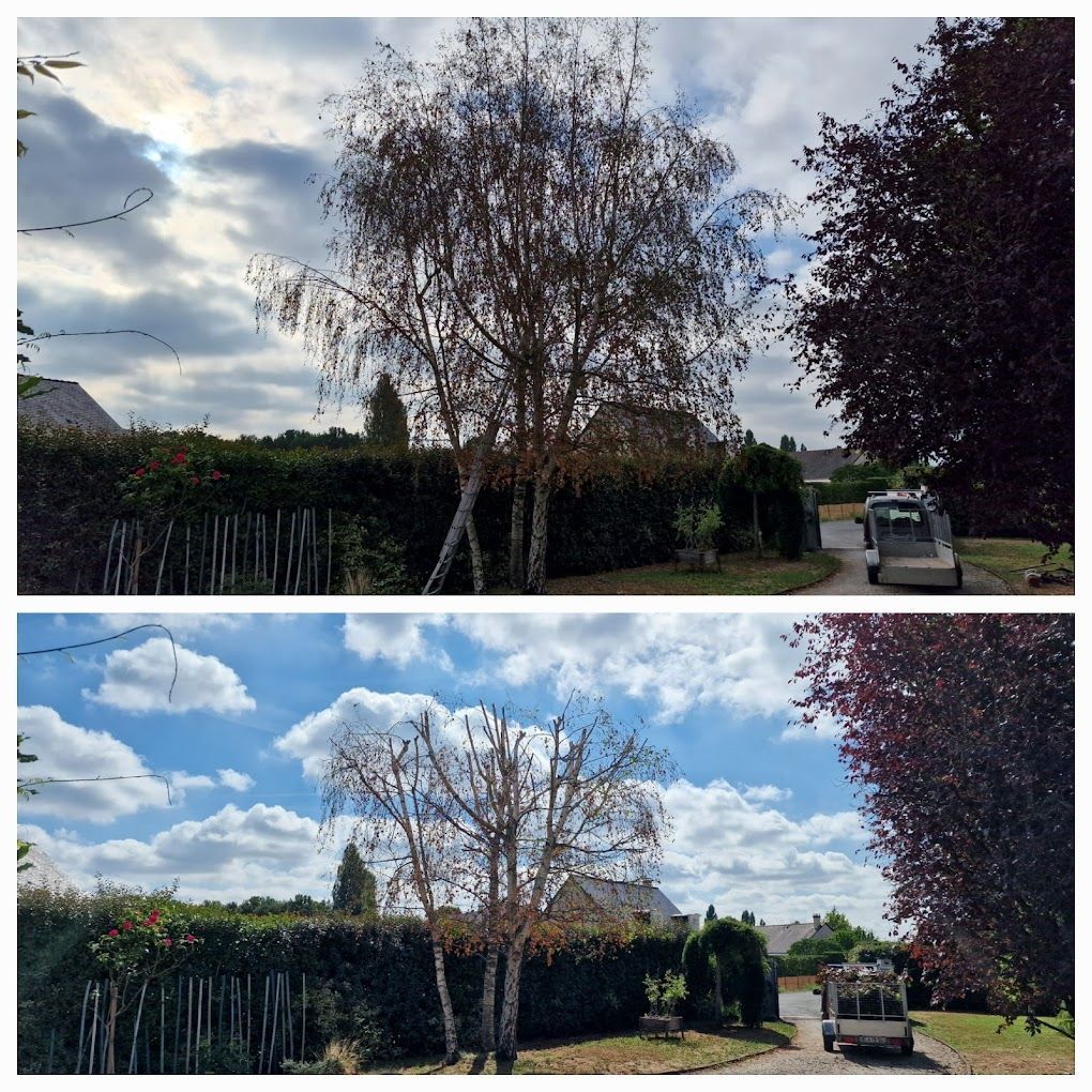 Des arbres et un ciel bleu