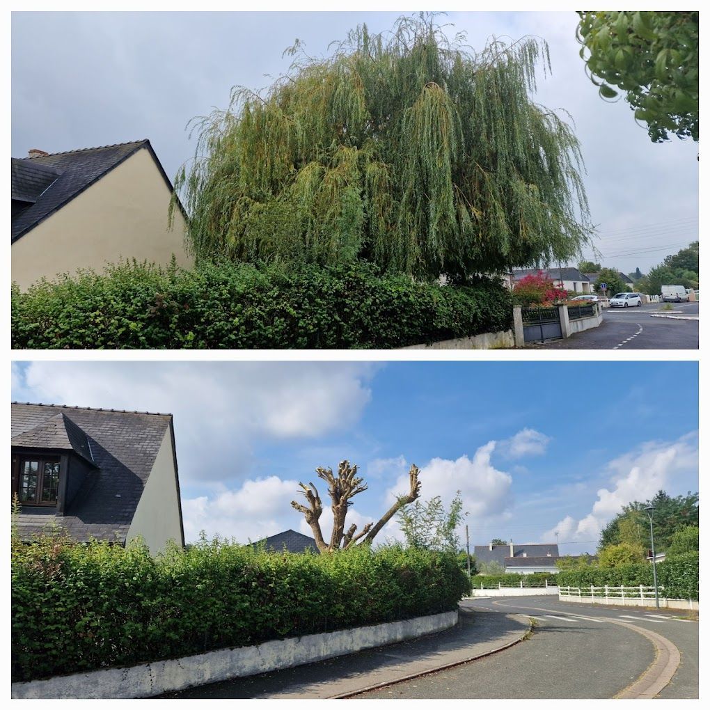 Un tilleul et une maison