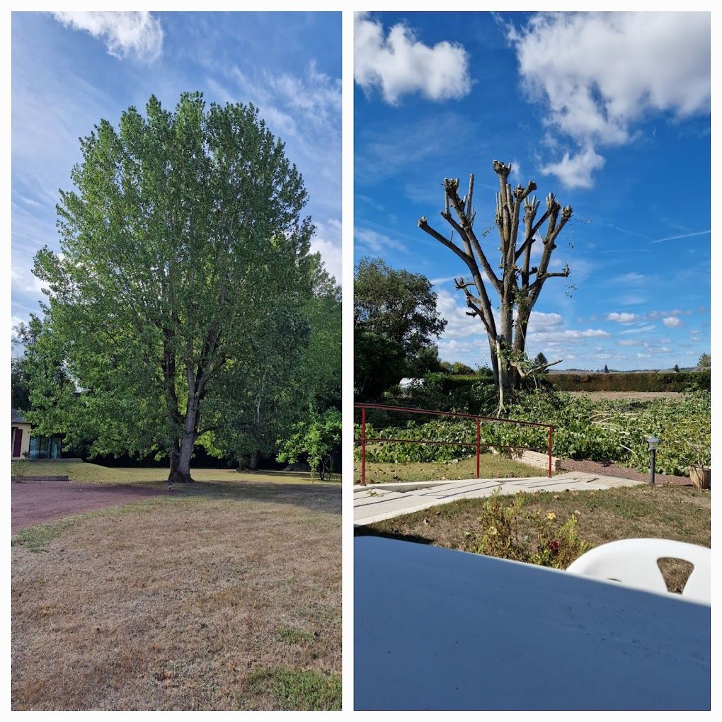 Un grand arbre + des travaux d'élagage