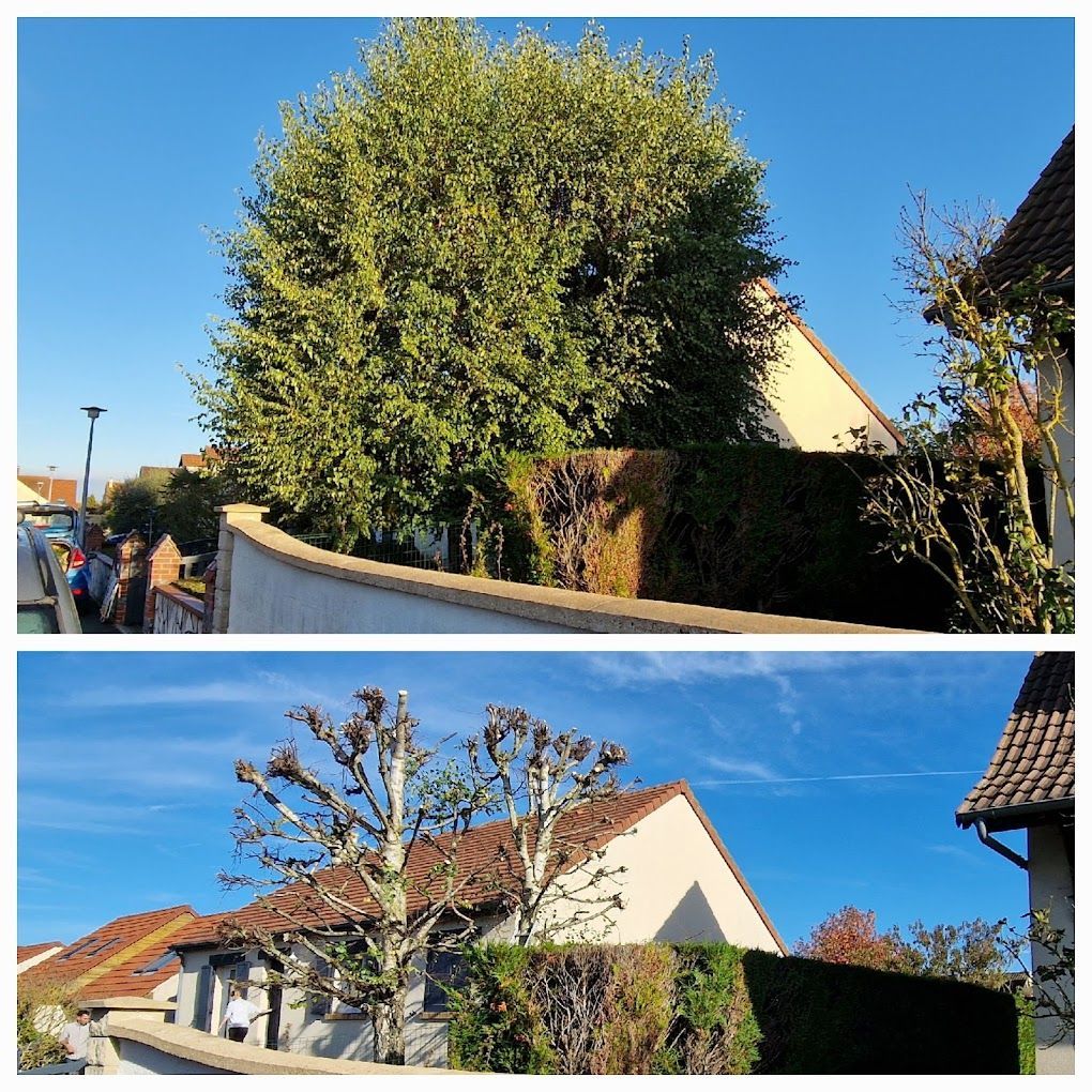 Avant/après des travaux d'élégage