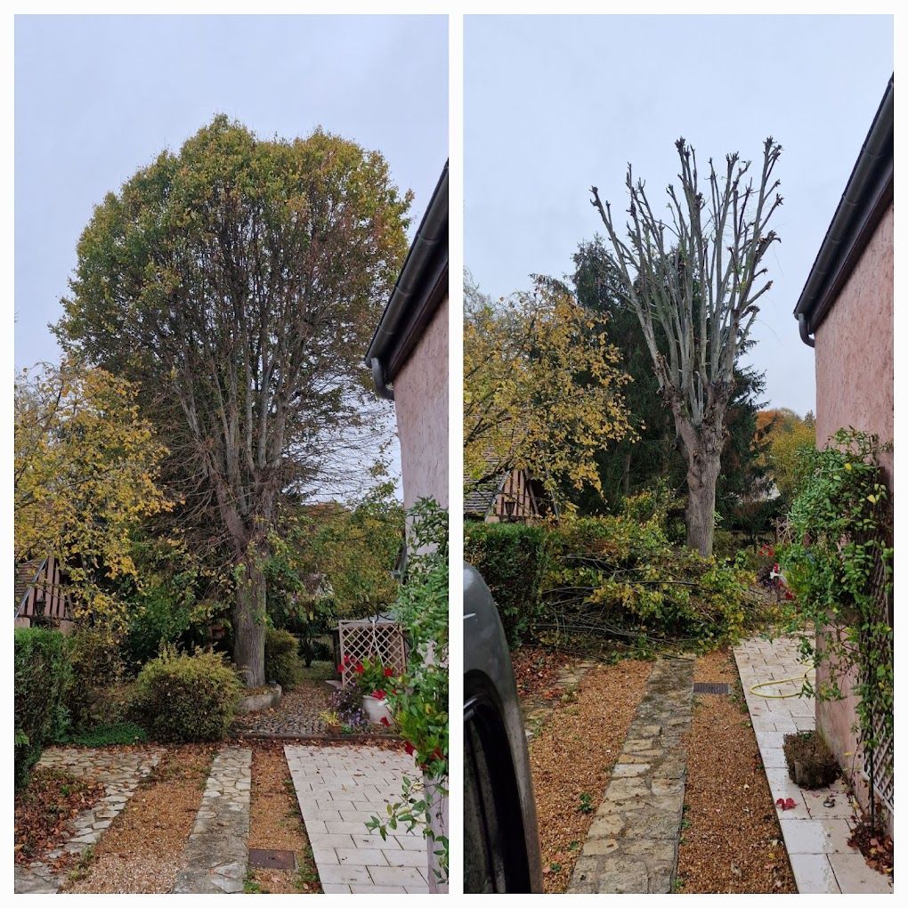 Des travaux d'élagage et abattage avant/après