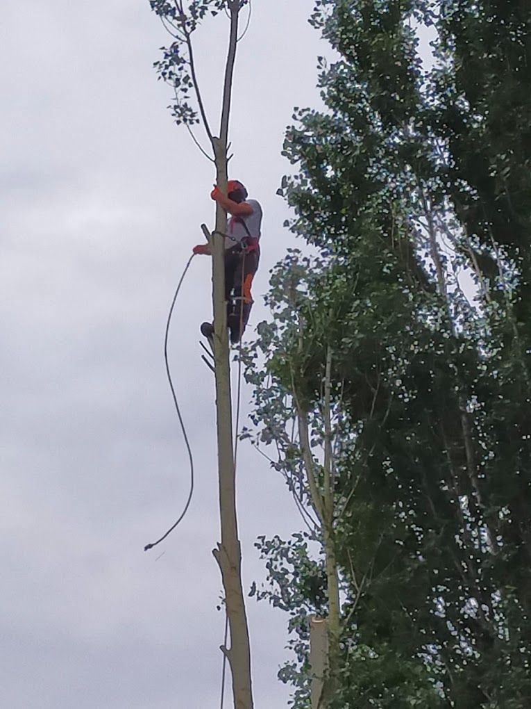 Une personne qui fait des travaux d'élagage